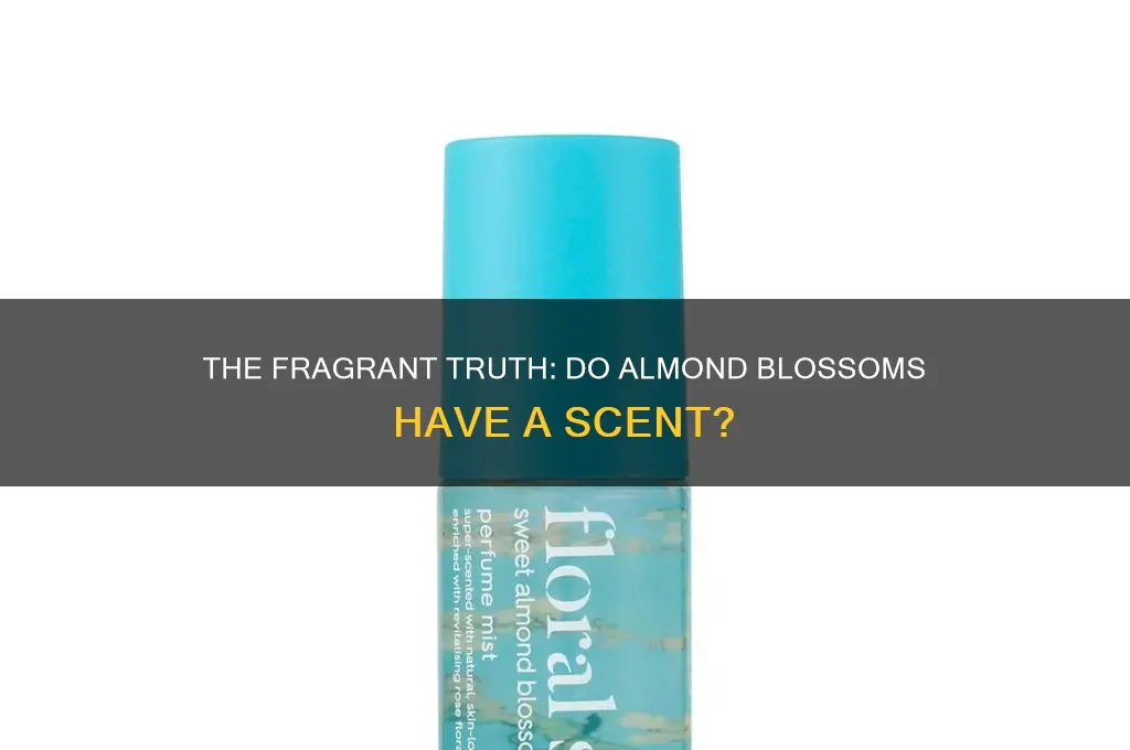 do almond blossoms have a scent