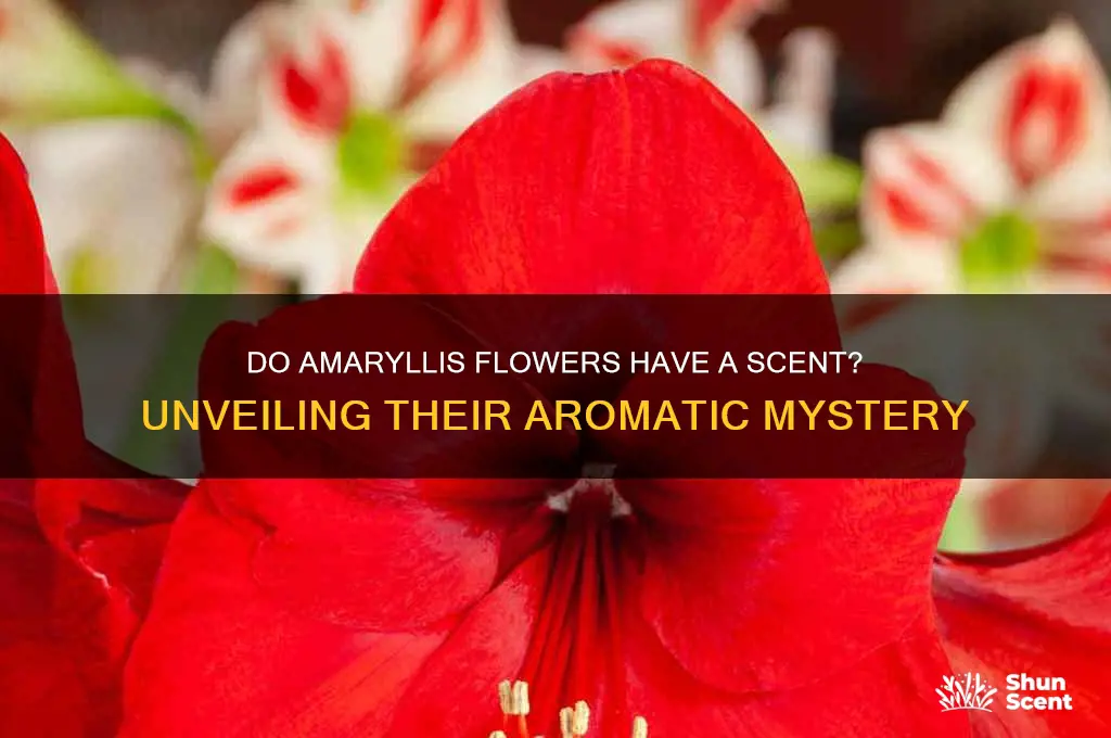 do amaryllis have a scent