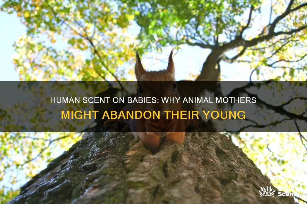 do animal mothers not come back with human scent
