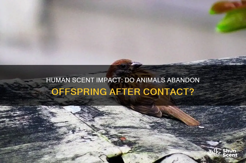 do animals abandon their offspring if they smell human scent