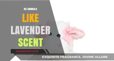 Do Animals Enjoy Lavender? Exploring Their Reaction to the Scent