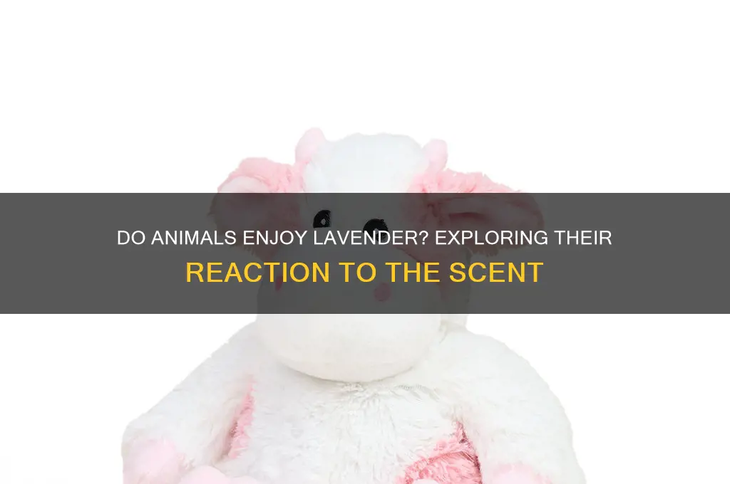 do animals like lavender scent