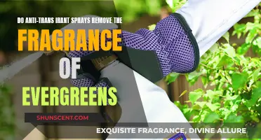 Anti-Transpirant Sprays: Do They Affect Evergreen Fragrance?