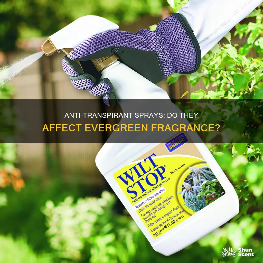 do anti-trans irant sprays remove the fragrance of evergreens