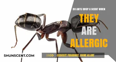 Ant Allergies: Do They Release Scent Markers When Irritated?
