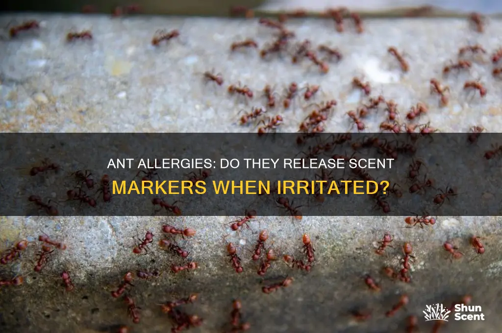 do ants drop a scent when they are allergic