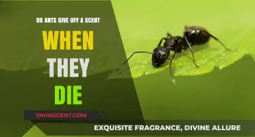 Unveiling the Mystery: Do Ants Emit a Scent Upon Death?