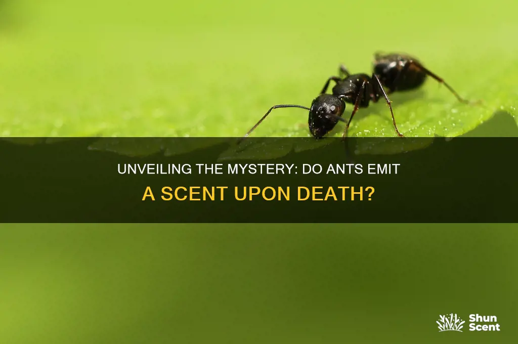 do ants give off a scent when they die