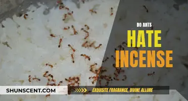 Incense: A Natural Ant Repellent?