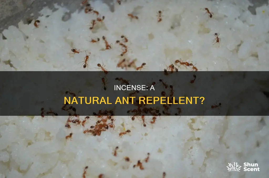 do ants hate incense