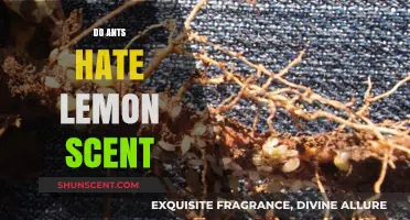 Do Ants Hate Lemon Scent? Uncovering the Truth Behind the Myth