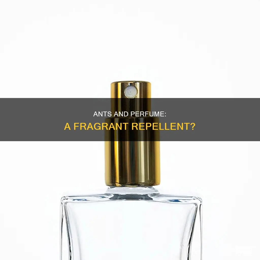 do ants hate perfume