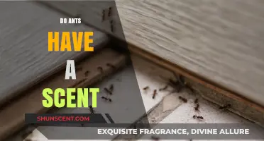 Unveiling the Truth: Do Ants Emit a Distinct Scent?