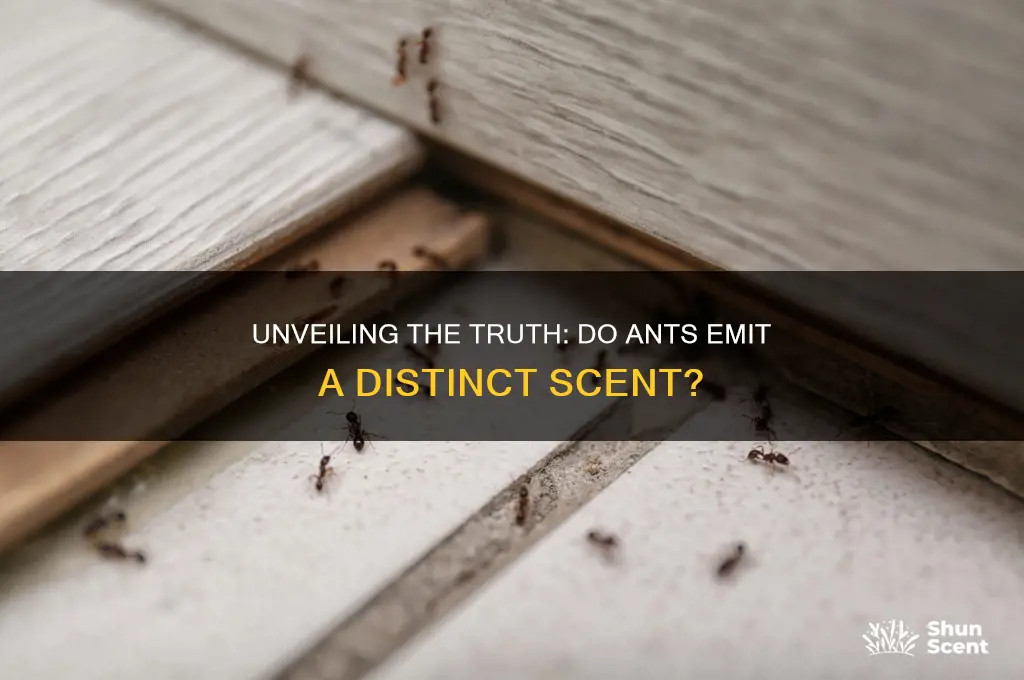 do ants have a scent