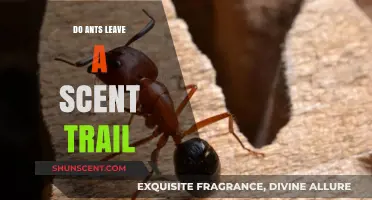 Do Ants Leave a Scent Trail? Uncovering Their Communication Secrets