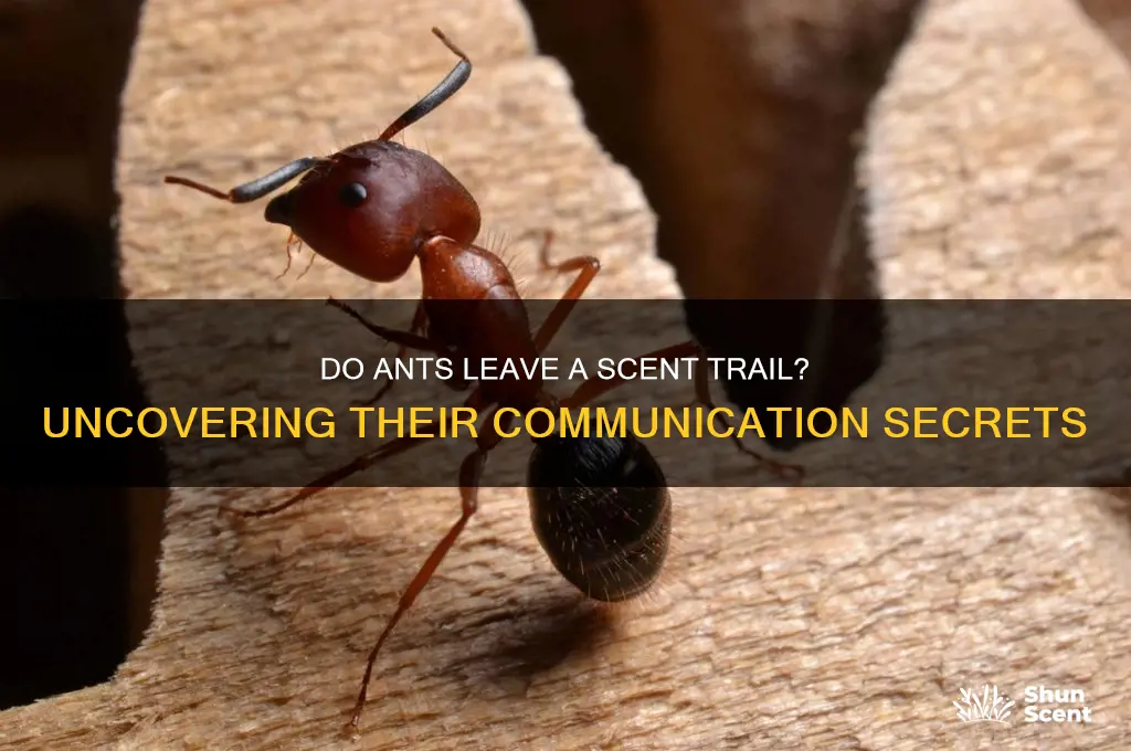 do ants leave a scent trail