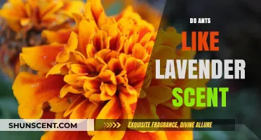 Do Ants Like Lavender Scent? Unveiling the Truth About This Aroma