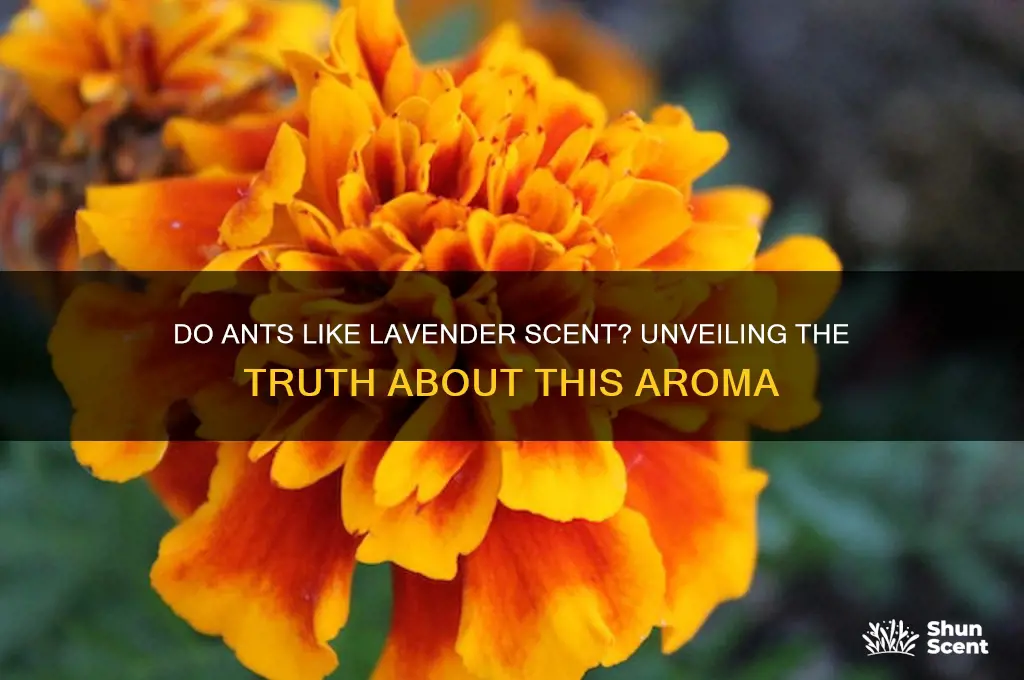 do ants like lavender scent