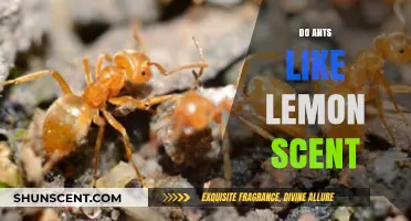 Do Ants Like Lemon Scent? Uncovering the Truth About Citrus and Ants