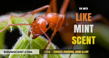 Do Ants Like Mint Scent? Exploring the Truth Behind the Myth