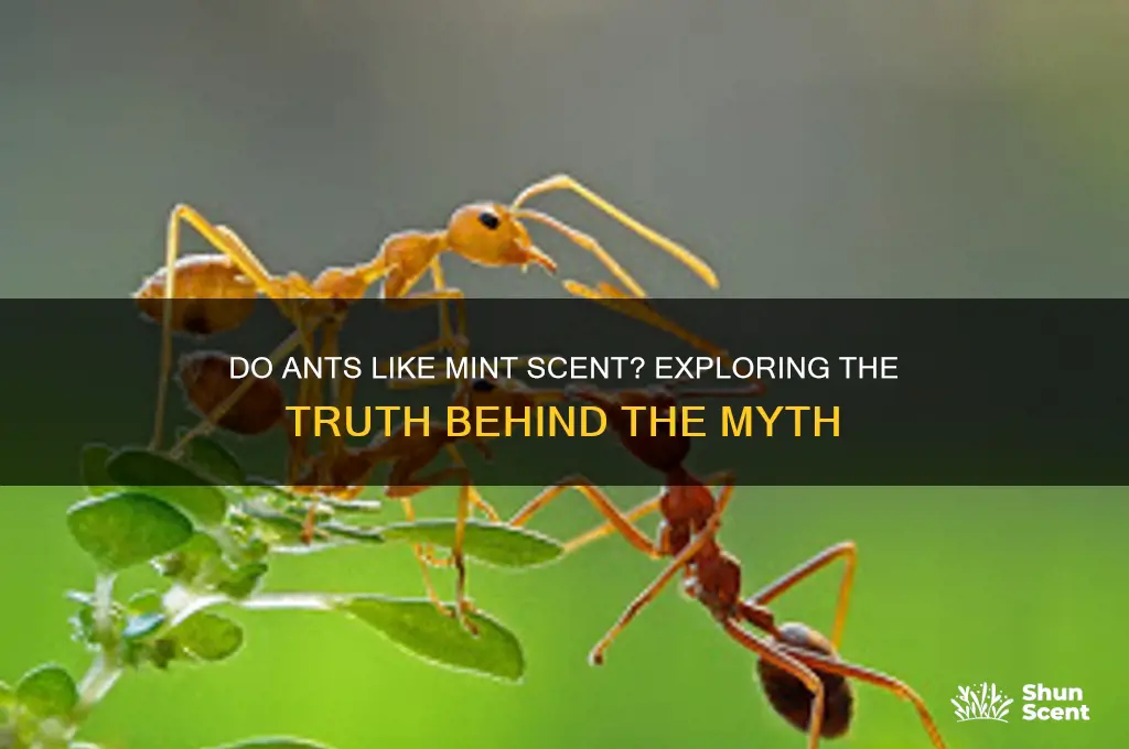 do ants like mint scent