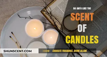 Do Ants Like the Scent of Candles? Uncovering the Truth
