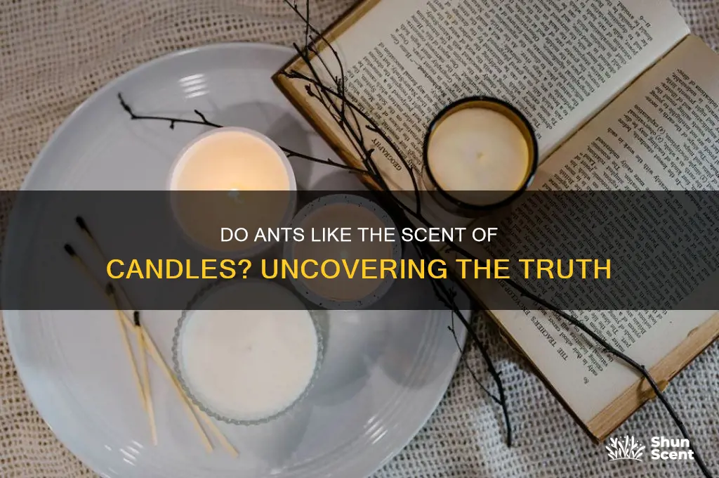 do ants like the scent of candles
