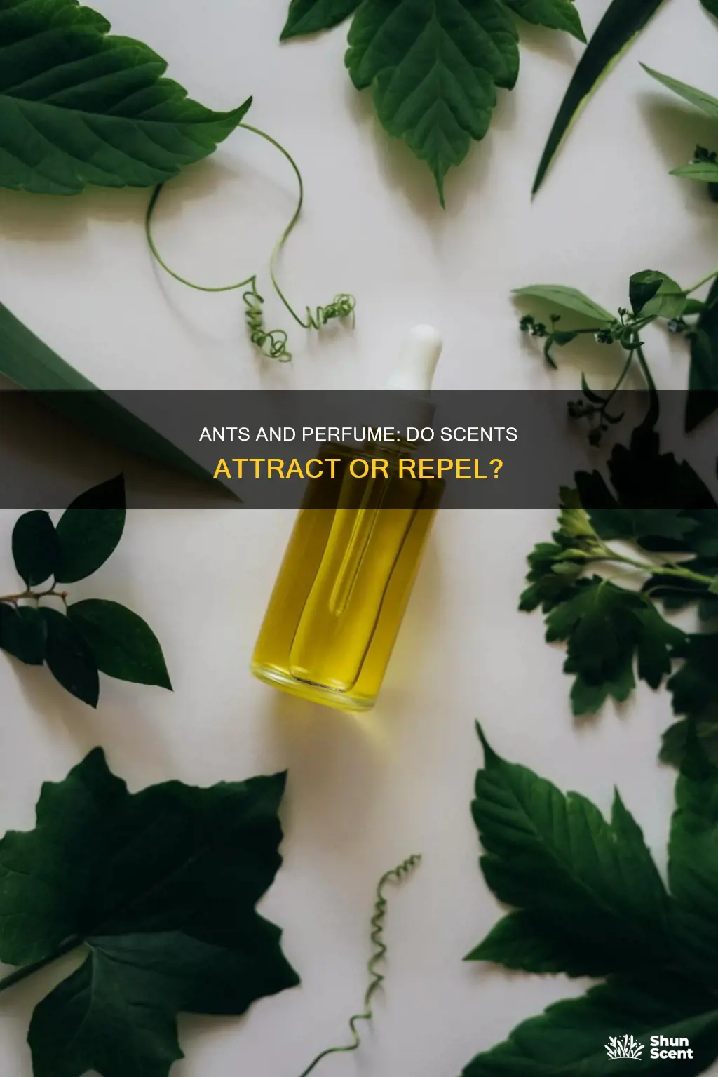 do ants like the smell of perfume