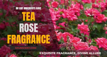 Knockout Roses: Do They Smell Like Tea Roses?