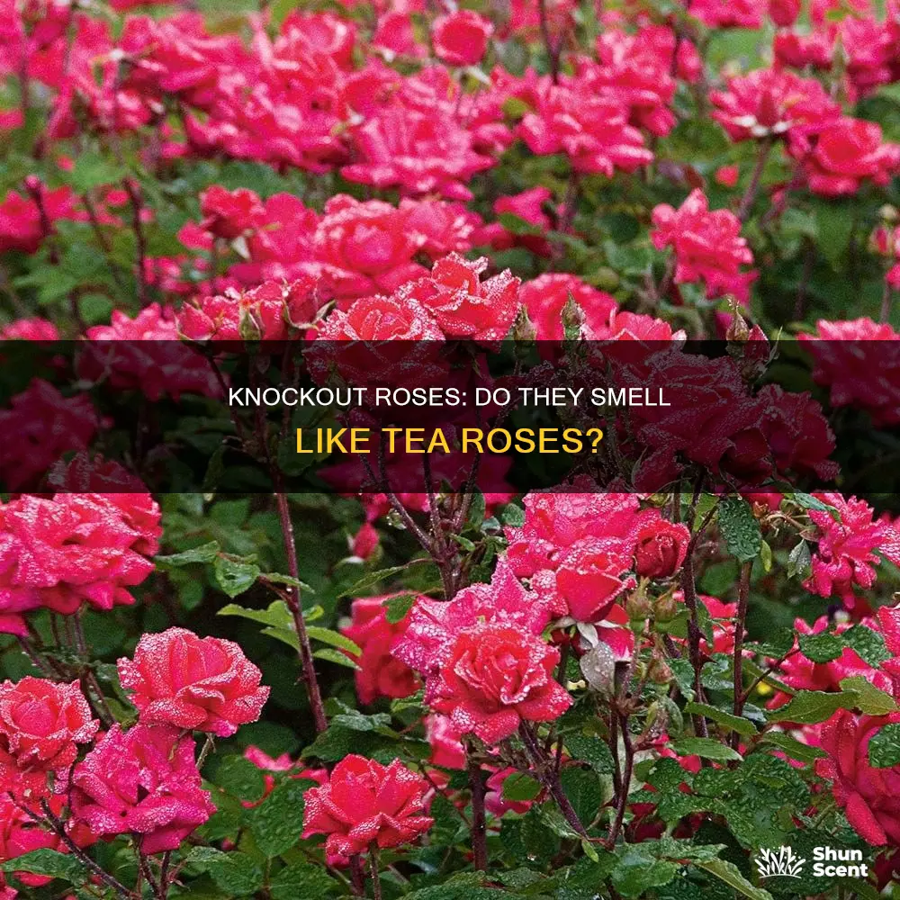 do any knockouts have tea rose fragrance