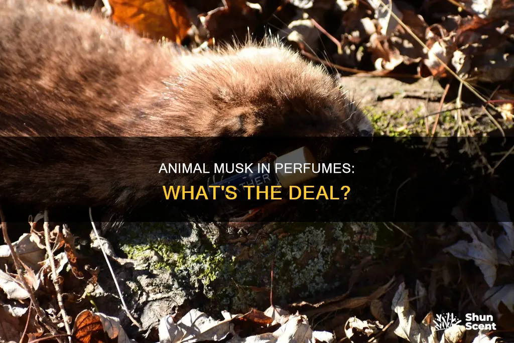do any perfumes use animal musk