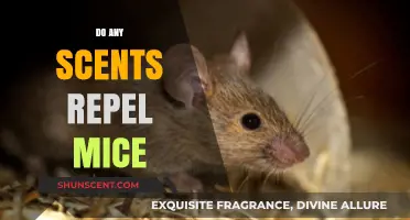 Scents That Keep Mice Away: Natural Repellents to Try