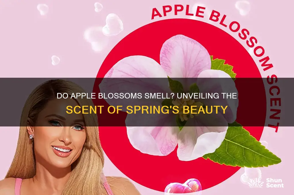 do apple blossoms have a scent