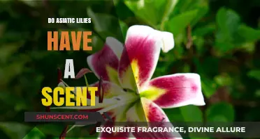 Do Asiatic Lilies Have a Scent? Unveiling Their Fragrant Truth