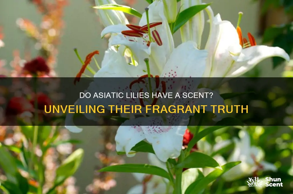 do asiatic lilies have a scent