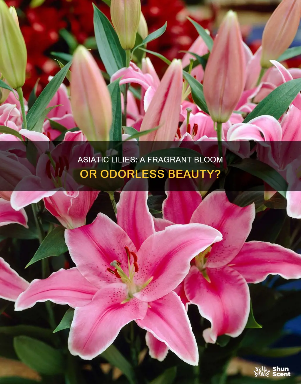 do asiatic lilies have fragrance