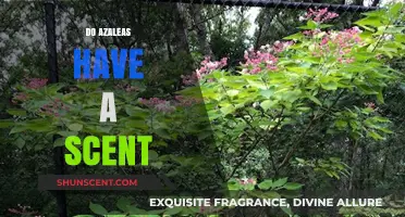 Do Azaleas Have a Scent? Unveiling the Truth About Their Fragrance