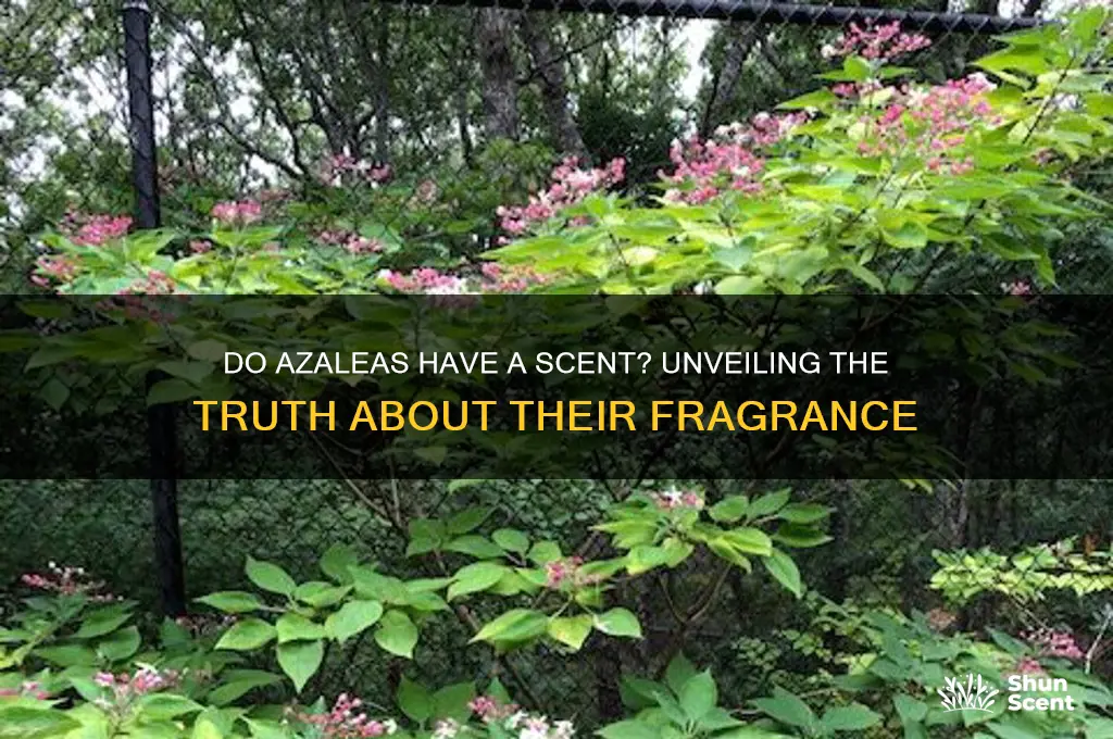 do azaleas have a scent