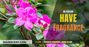 The Fragrance of Azaleas: A Fragrant Mystery Unveiled