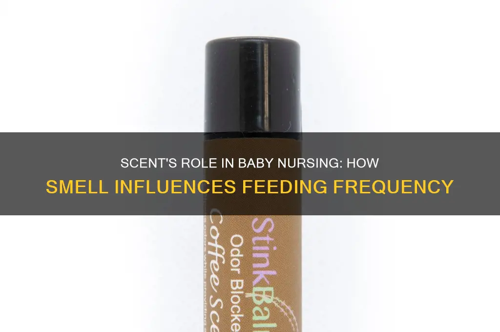 do babies nurse more based on scent