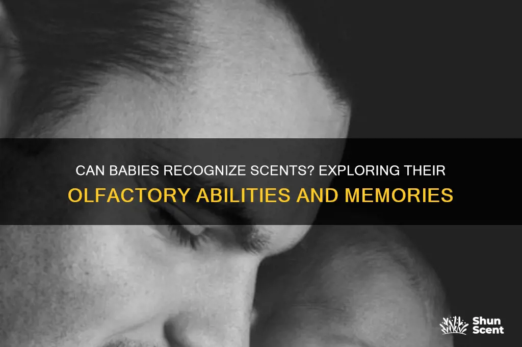 do babies recognize scent