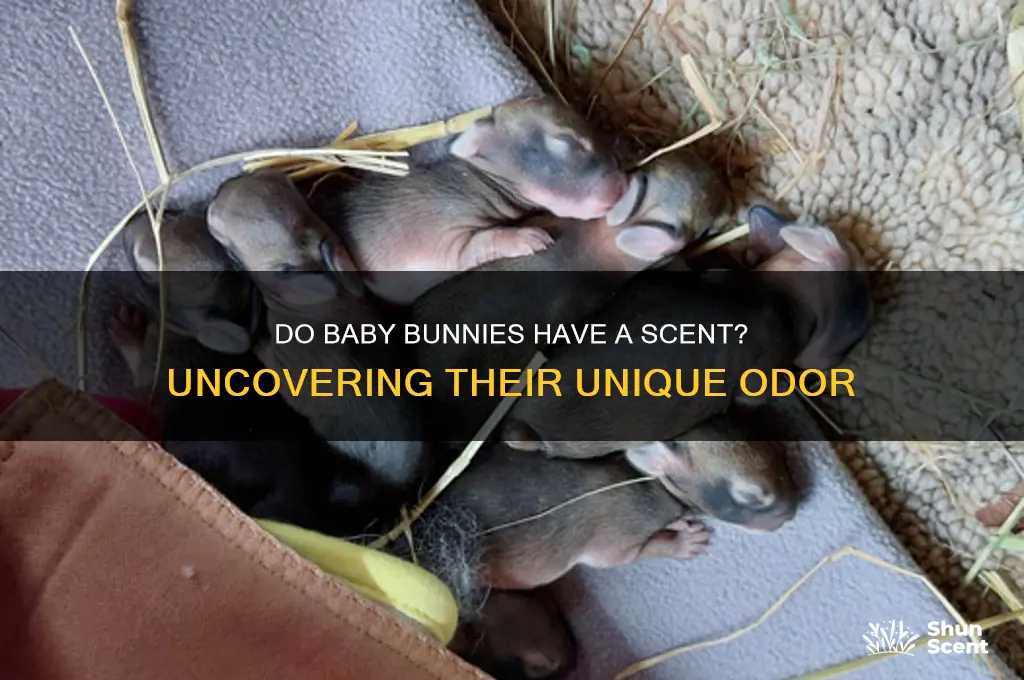 do baby bunnies have a scent