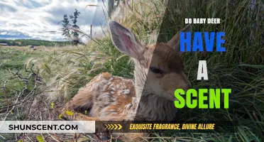 Do Baby Deer Have a Scent? Uncovering Fawn Odor Secrets