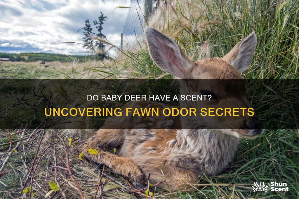 do baby deer have a scent