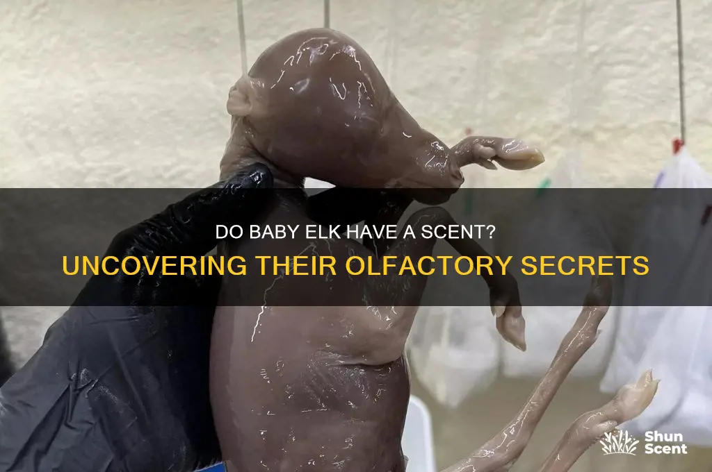 do baby elk have a scent