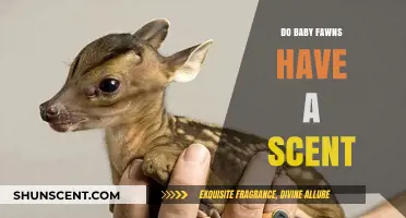 Do Baby Fawns Have a Scent? Uncovering Nature's Survival Secrets
