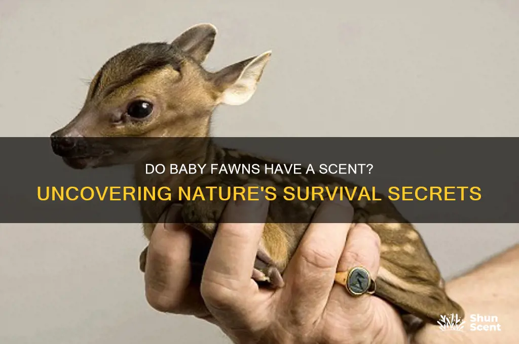 do baby fawns have a scent