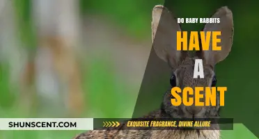 Do Baby Rabbits Have a Scent? Uncovering Their Unique Odor