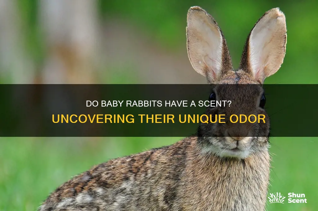 do baby rabbits have a scent