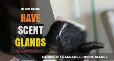 Do Baby Skunks Have Scent Glands? Unveiling Their Defense Mechanism